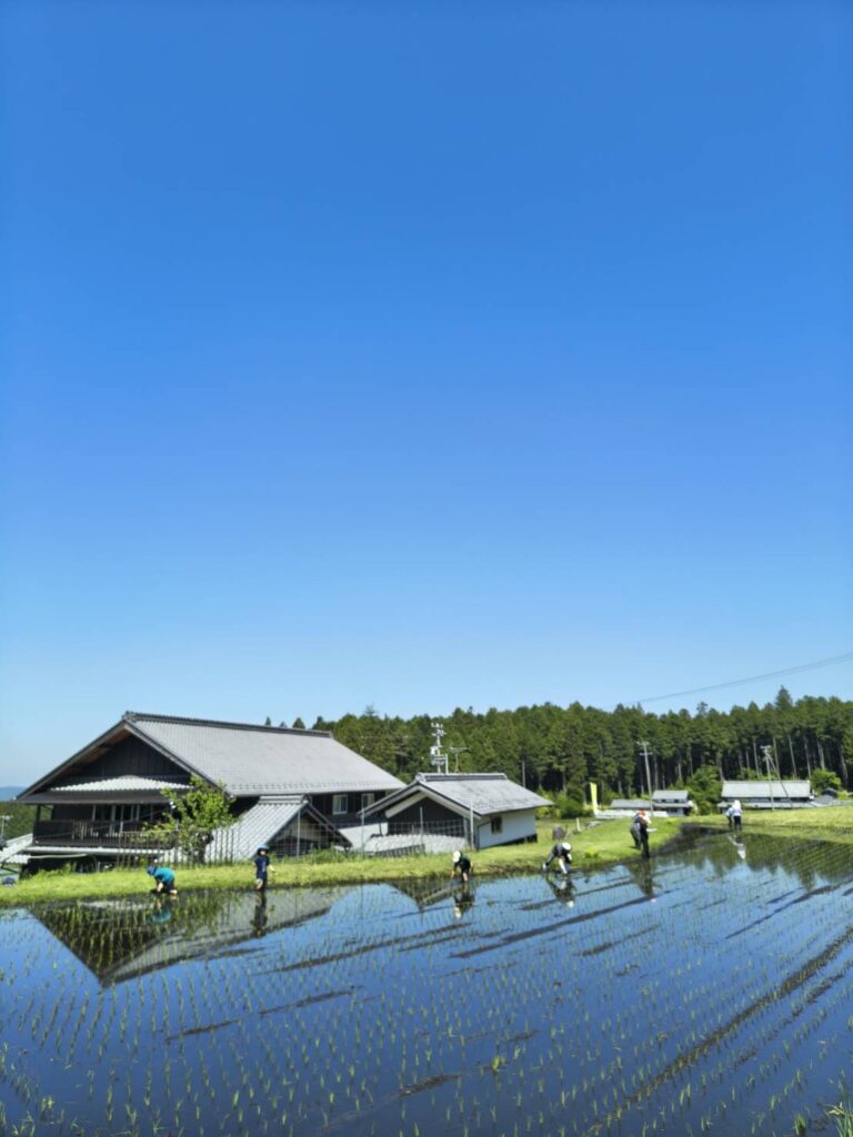 快晴の田植え体験